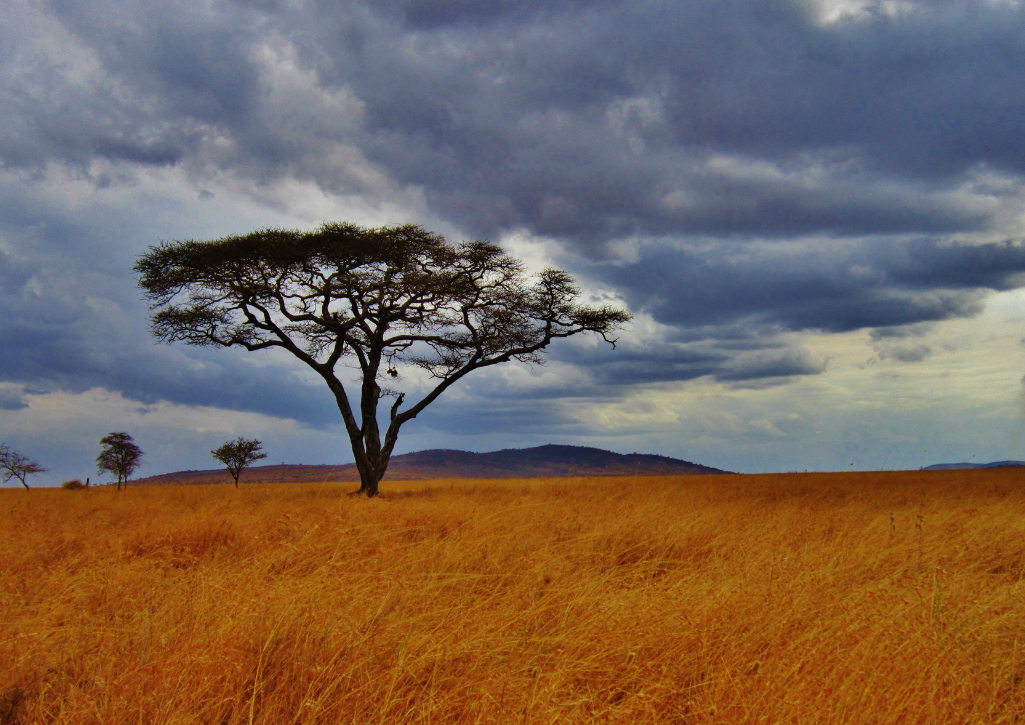 A tree in a plaines in Tanzania with gray clouds overhead