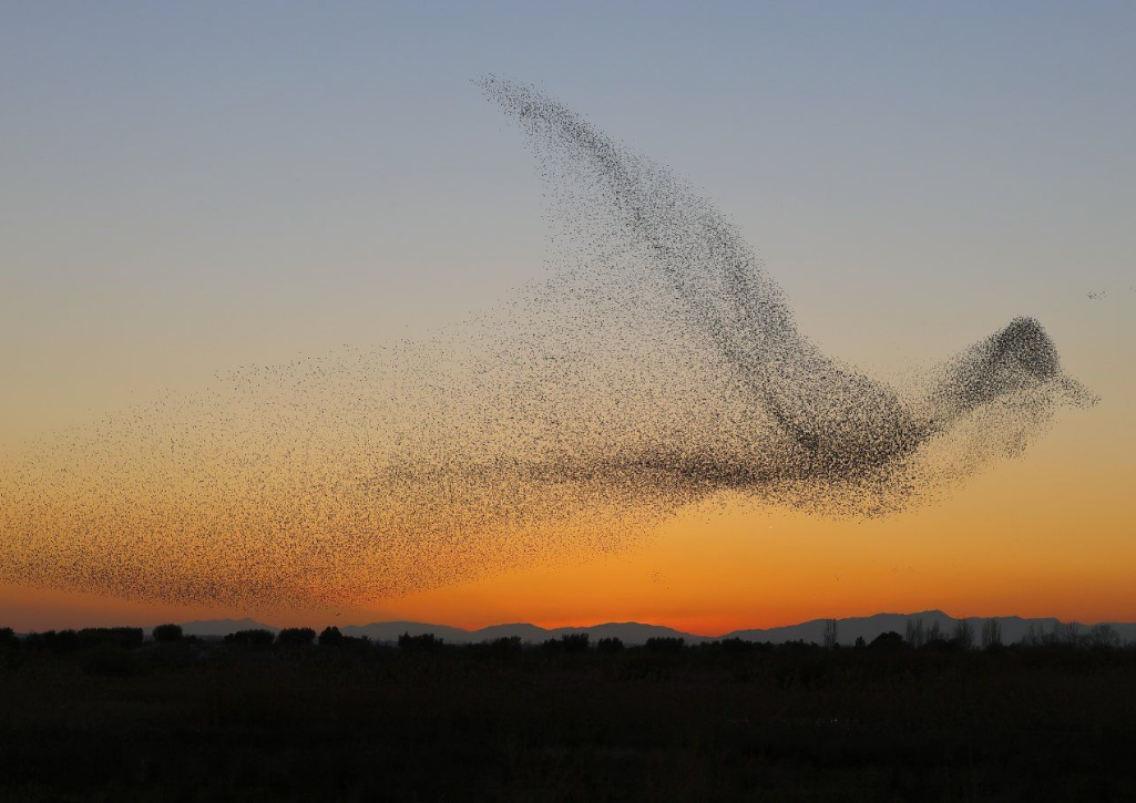 A sunset with starlings flocking together in the sky