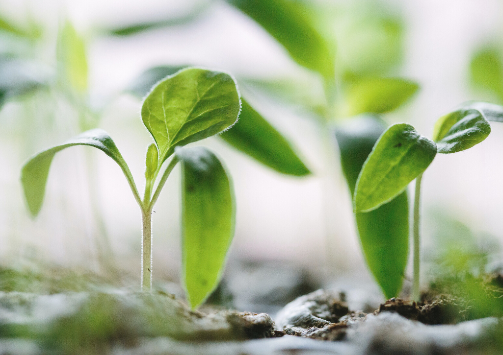 Seedlings growing, just like how you should think about fostering relationships in fundraising