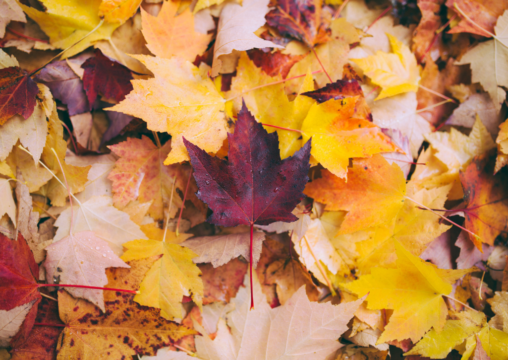 Fall leaves on the ground in orange and red shades