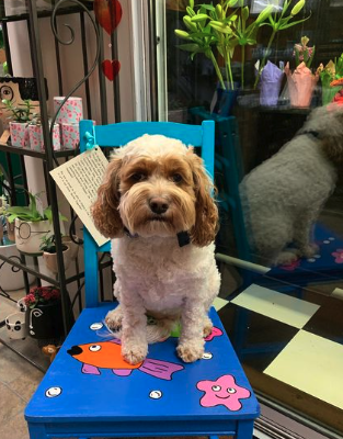 a dog on a painted chair